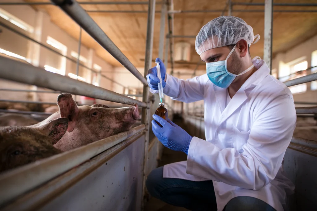 Soluciones en salud animal para el sector porcino
